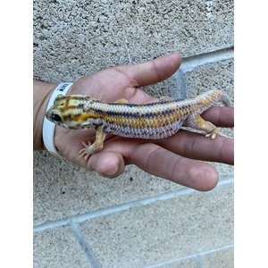Young leopard gecko with yellow-orange mottled scales held in a person's hand.