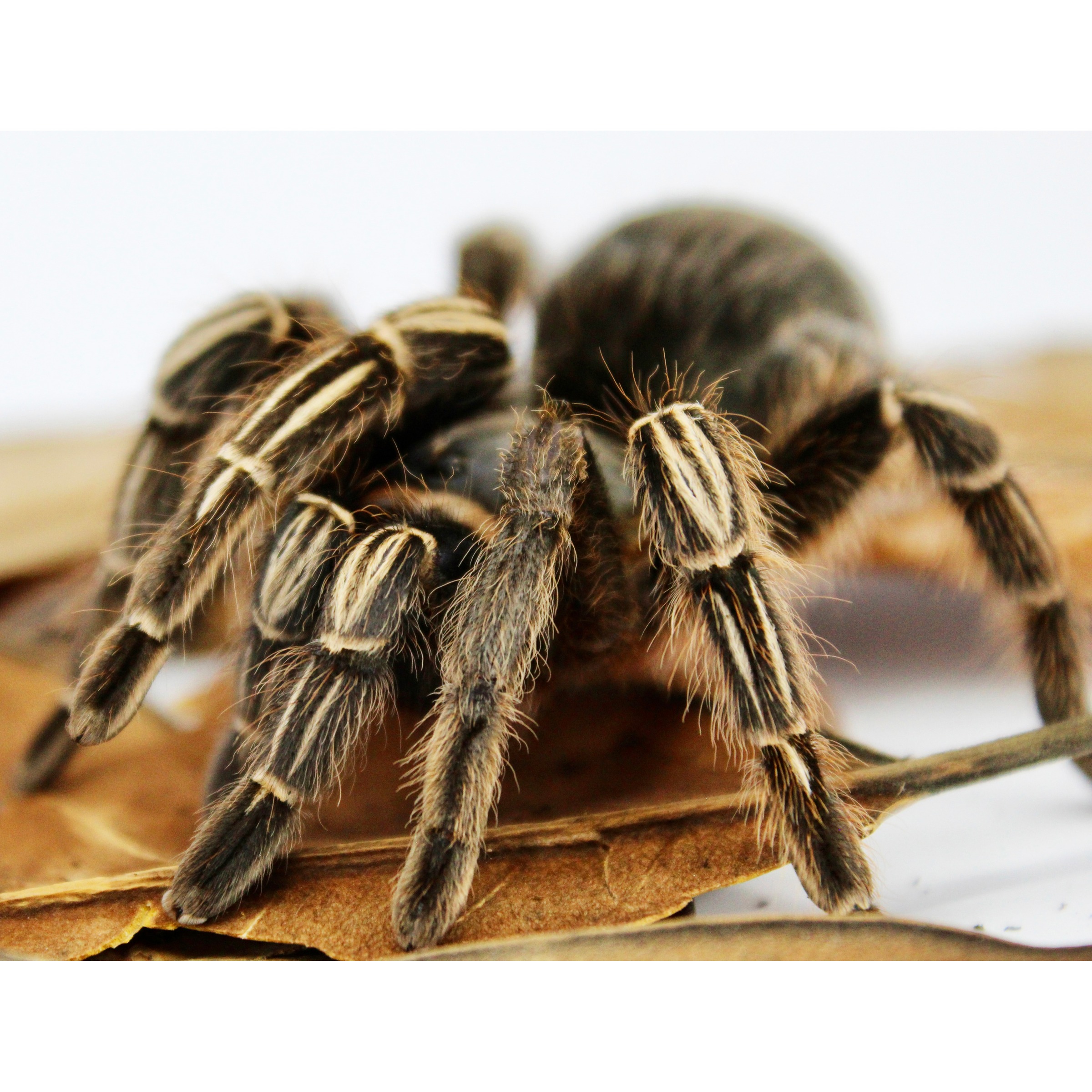 Close-up of a large striped hairy tarantula on a brown leaf.