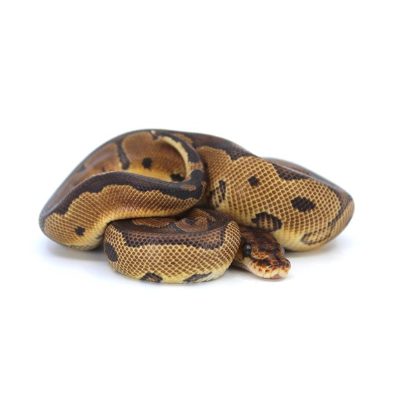 Coiled ball python with brown and tan markings on a white background
