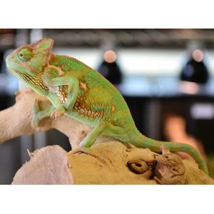 Green chameleon perched on a wooden log, held by a hand, with blurred people in the background.
