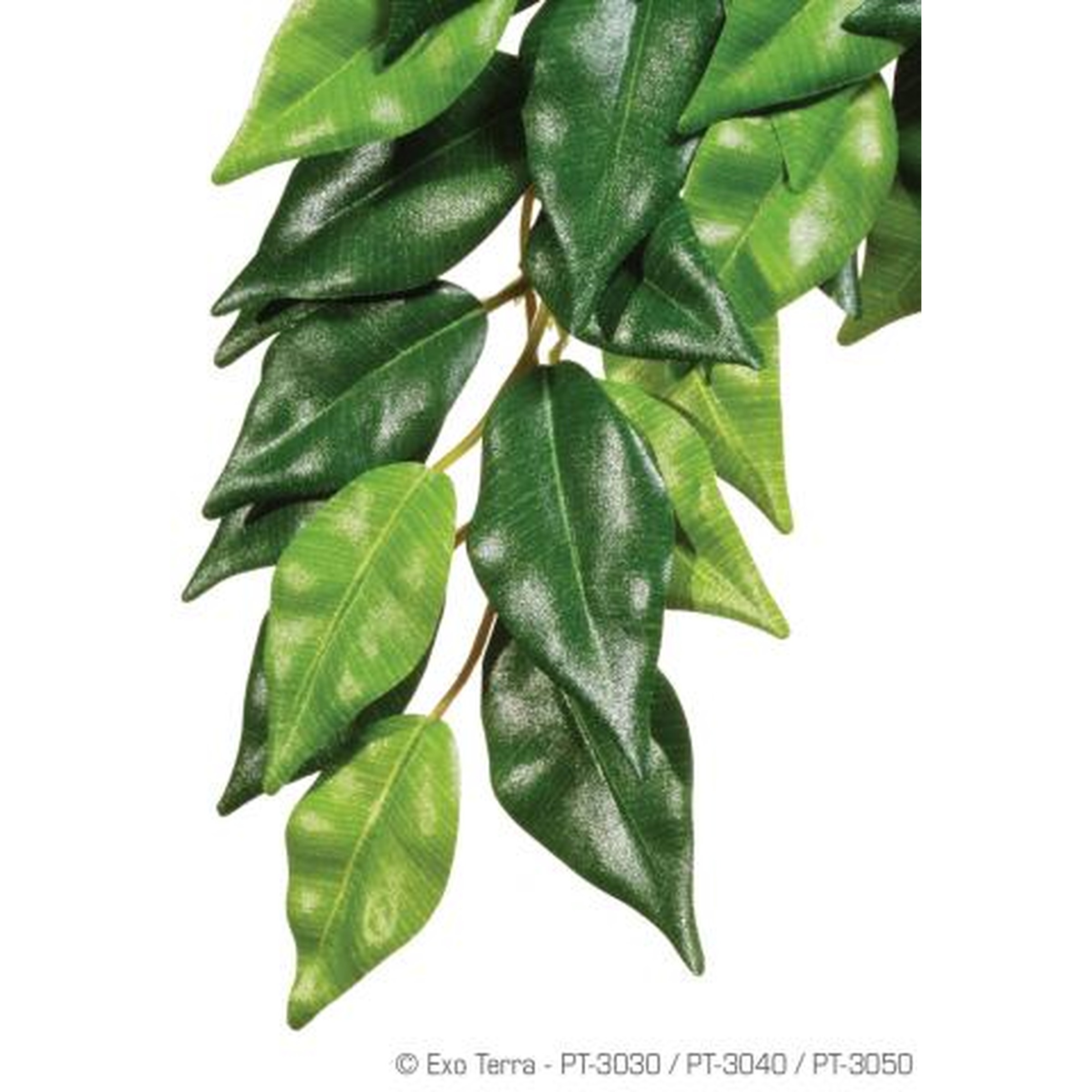 Glossy green hanging vine with overlapping variegated leaves on a brown stem.