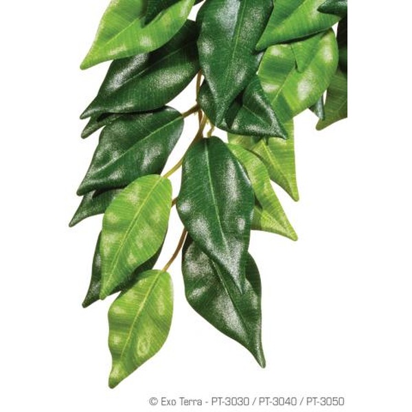 Glossy green hanging vine with overlapping variegated leaves on a brown stem.