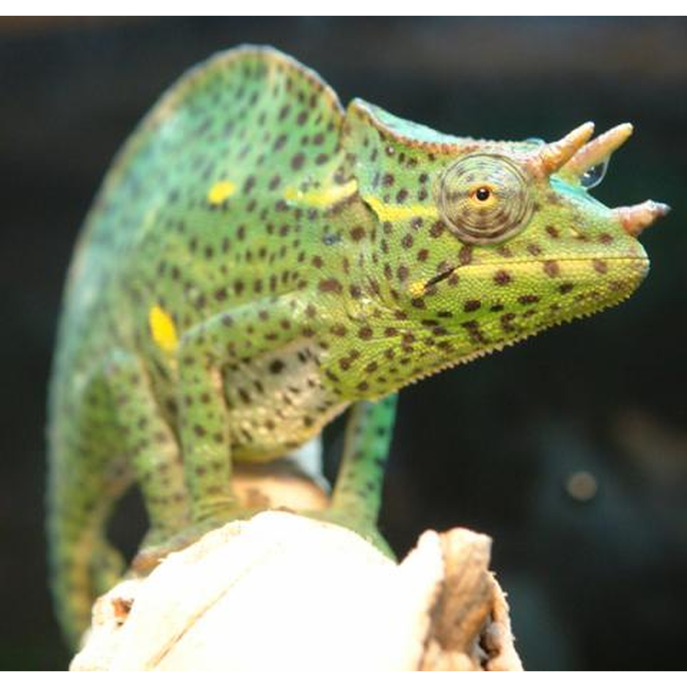 Green spotted chameleon with yellow spots and horn-like crests perched on a light rock.