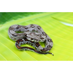 Coiled, mottled brown-gray snake with head raised on a bright green leaf.