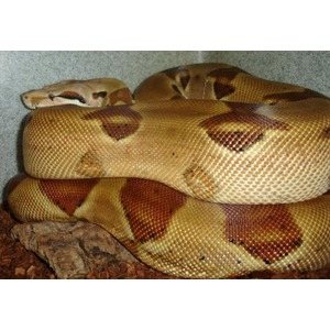 Coiled ball python with tan and brown saddle markings resting on bark.