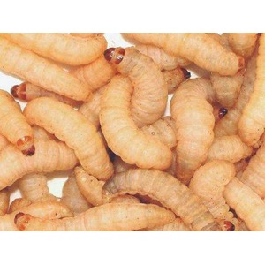 Close-up of many pale mealworms with brown heads