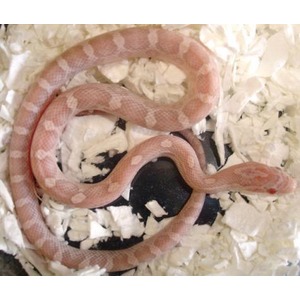 Pinkish corn snake coiled on white shredded bedding.