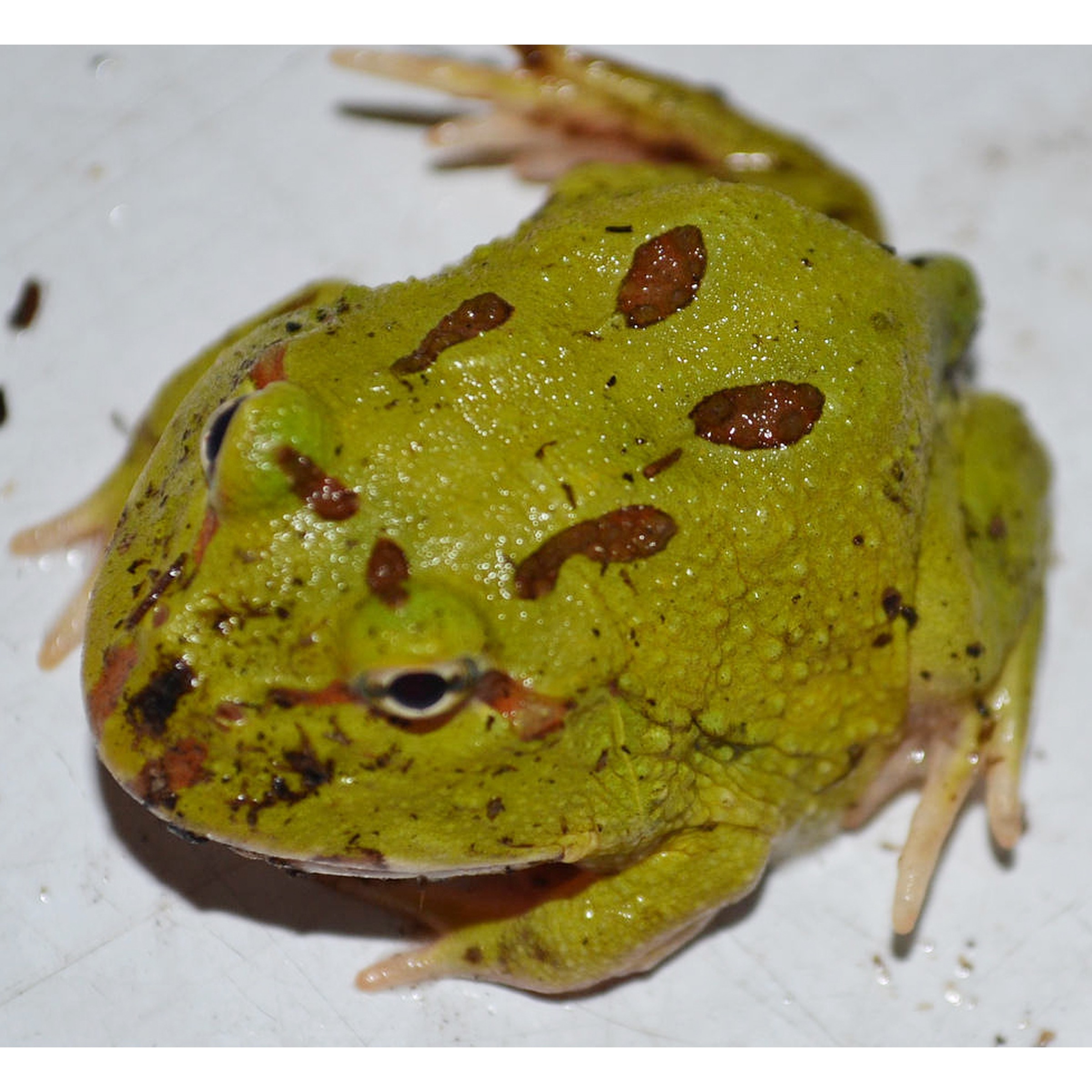 Green frog with olive-green, warty skin and brown patches, resting on a light surface.