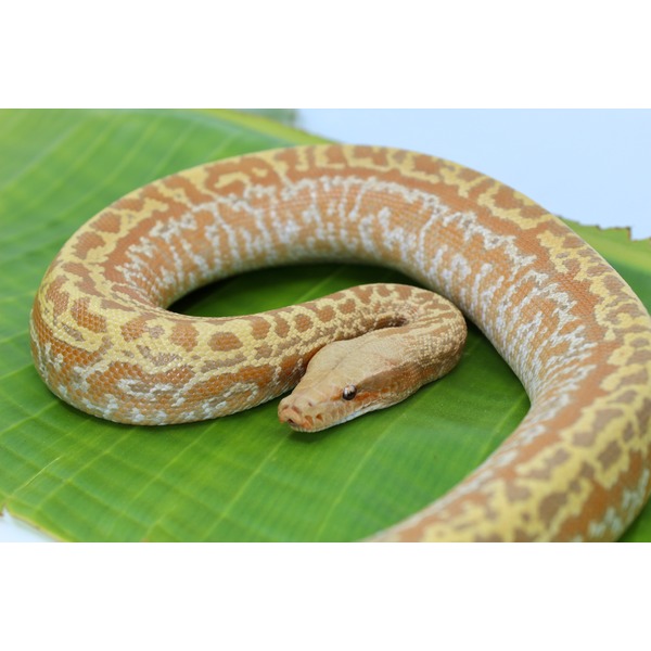 Coiled orange-brown snake with pale yellow pattern rests on a large green leaf, its head near the coil.
