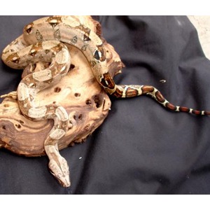 Coiled striped snake on a wooden log against a dark fabric background.