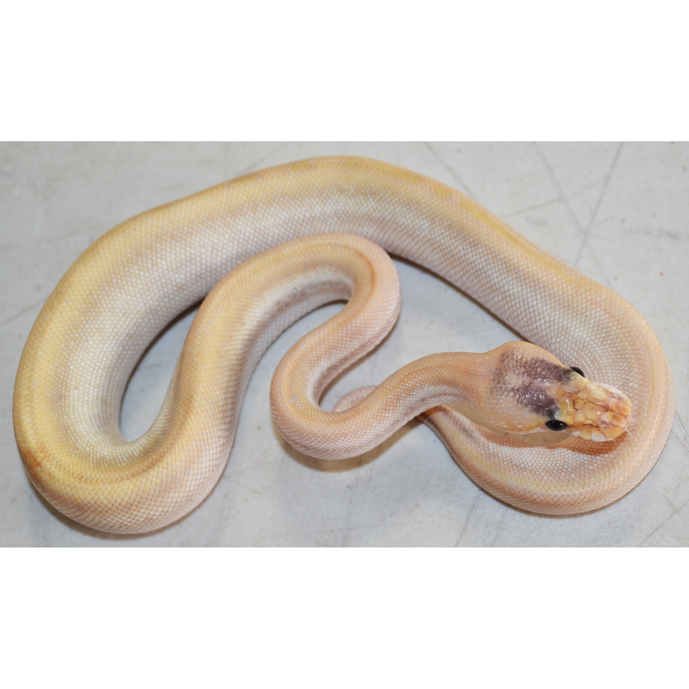 Creamy yellow snake coiled on a pale floor, head with dark eyes and patterned scales.