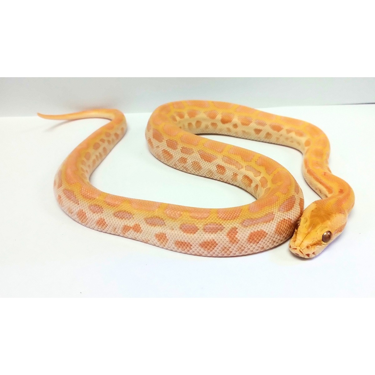 Baby Female Pearl Burmese Pythons | LLLReptile