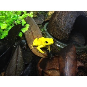 Bright yellow poison dart frog rests on damp brown leaves among greenery in a terrarium.