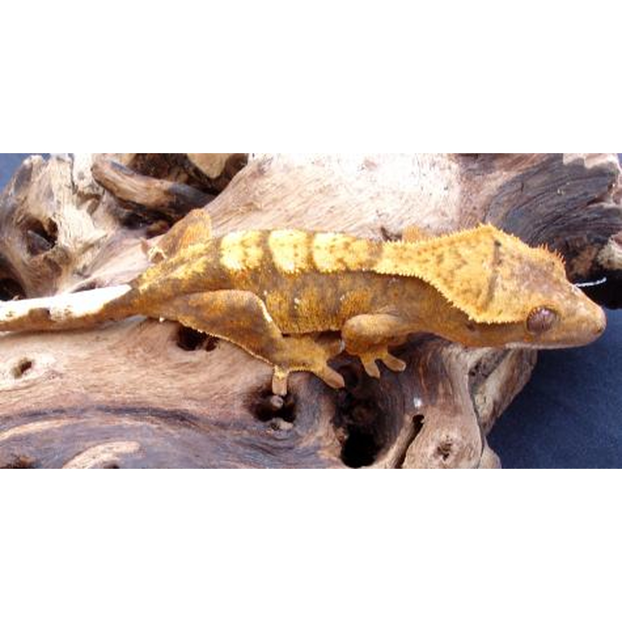 Yellow patterned gecko perched on weathered driftwood.