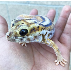 Colorful leopard gecko resting on a palm, yellow, orange, and brown mottled skin with a large dark eye.