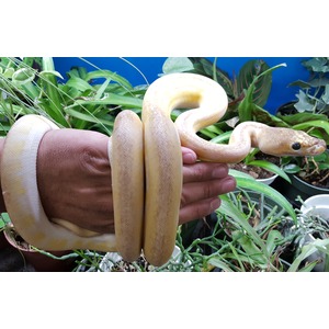 Cream-colored snake coiled around a person's hand outdoors among lush green plants.