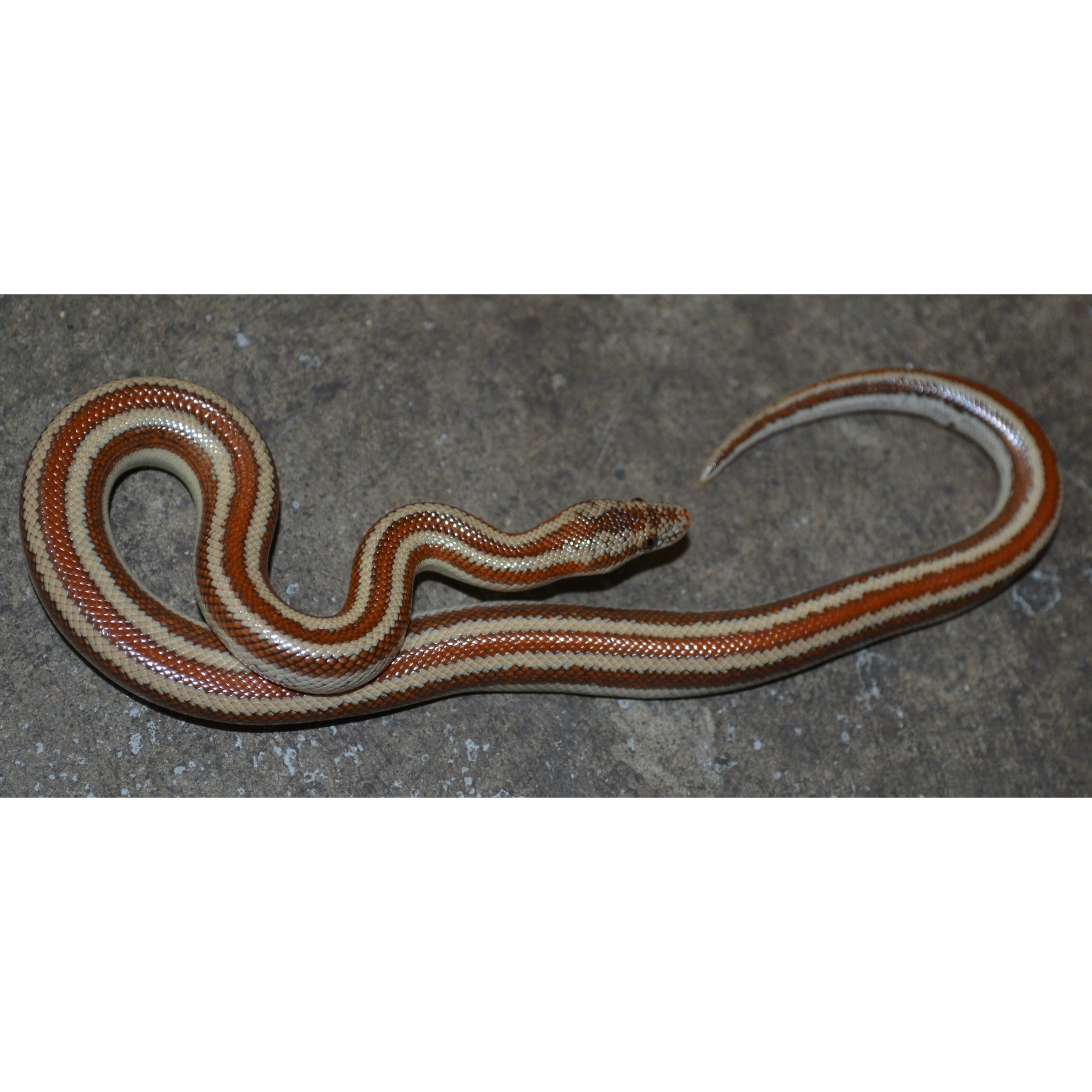 Coiled striped snake with red, brown, and cream bands on a rough gray surface.