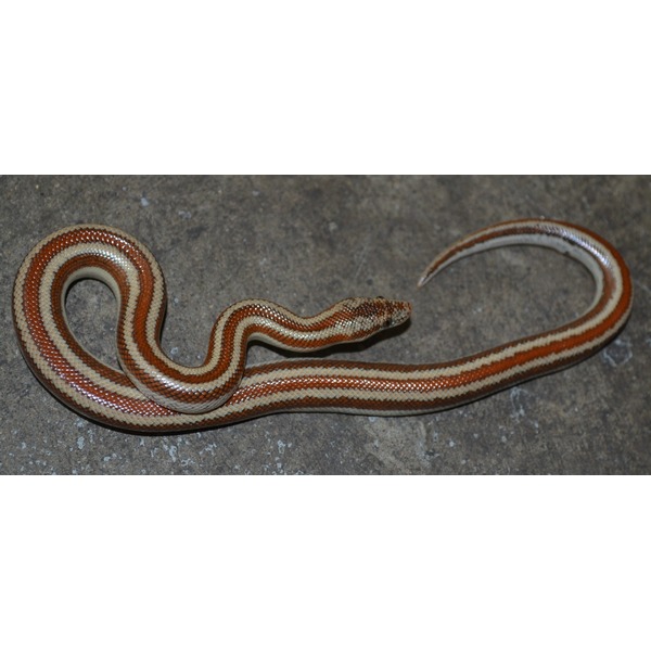 Coiled striped snake with red, brown, and cream bands on a rough gray surface.