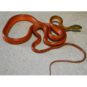 Red snake with a greenish head coiled on a gray surface.