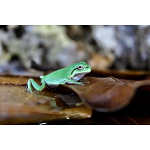 Small bright green tree frog resting on a glossy brown leaf, with blurred rocky background.