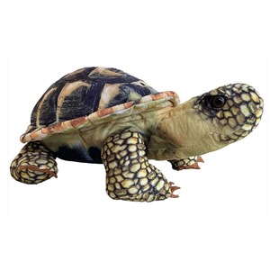 Green sea turtle with dark patterned shell, beige head and sturdy flippers facing right.