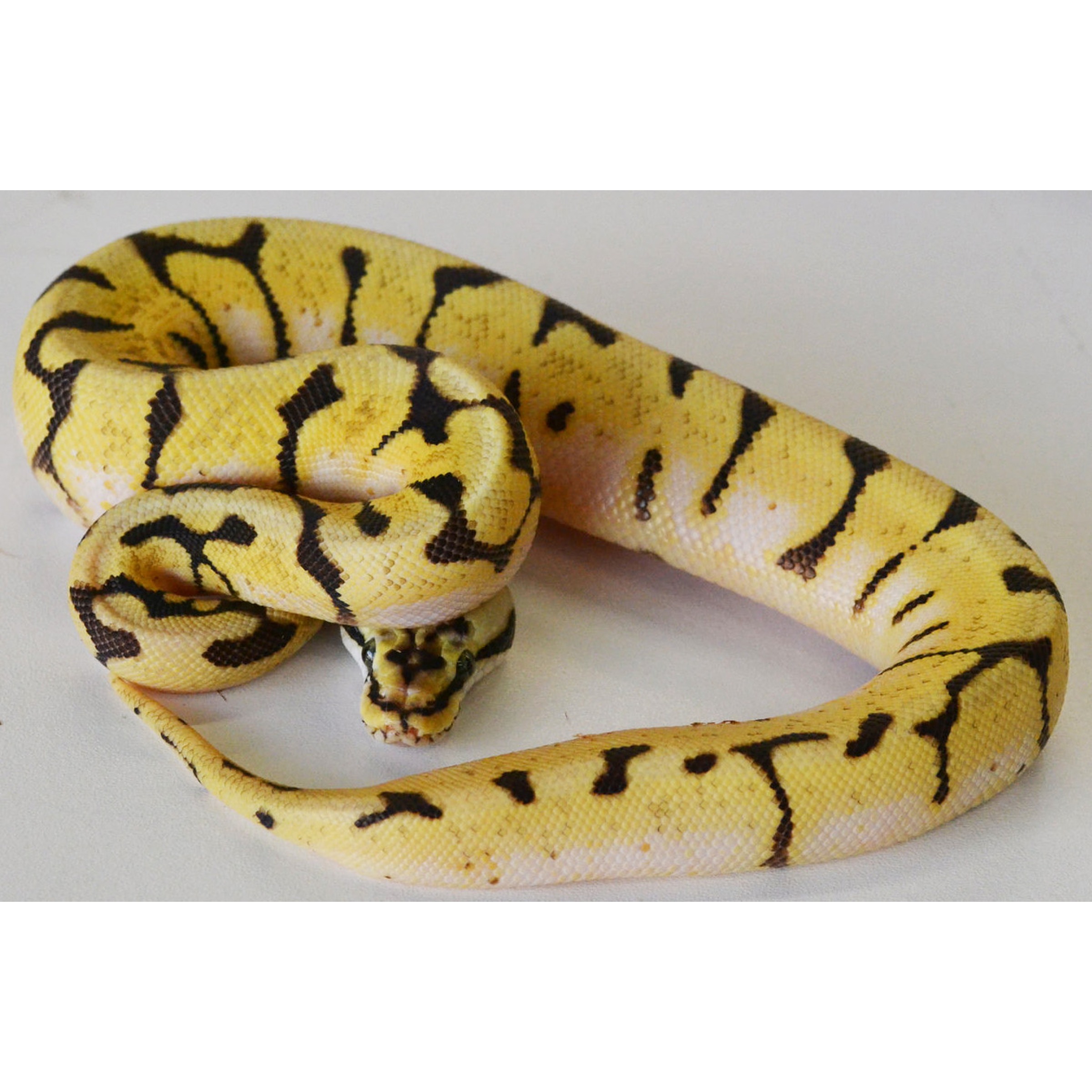 Yellow snake with black tiger-stripe pattern coiled on a light surface.