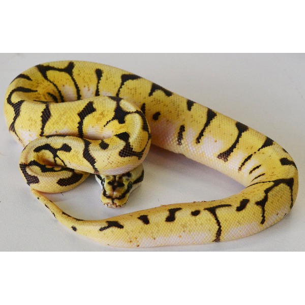 Yellow snake with black tiger-stripe pattern coiled on a light surface.
