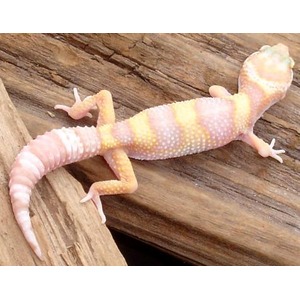 Pink-yellow banded gecko crawling on rough wooden surface.
