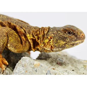 Close-up of a brownish lizard with yellow speckled scales resting on rocks.