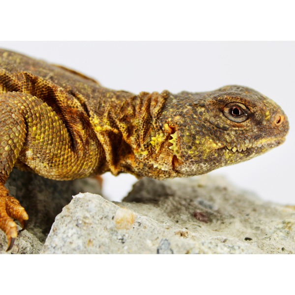 Close-up of a brownish lizard with yellow speckled scales resting on rocks.