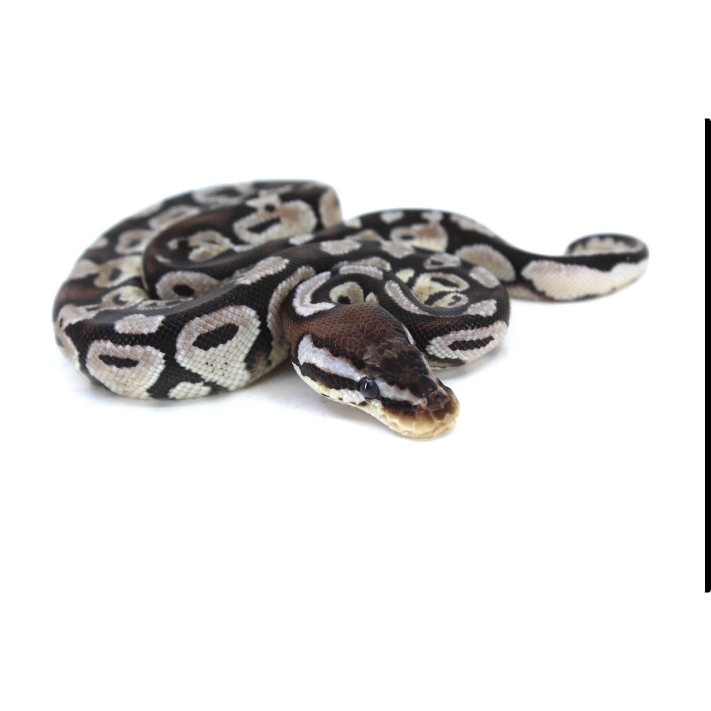 A small brown and cream-patterned ball python coiled on a white background.