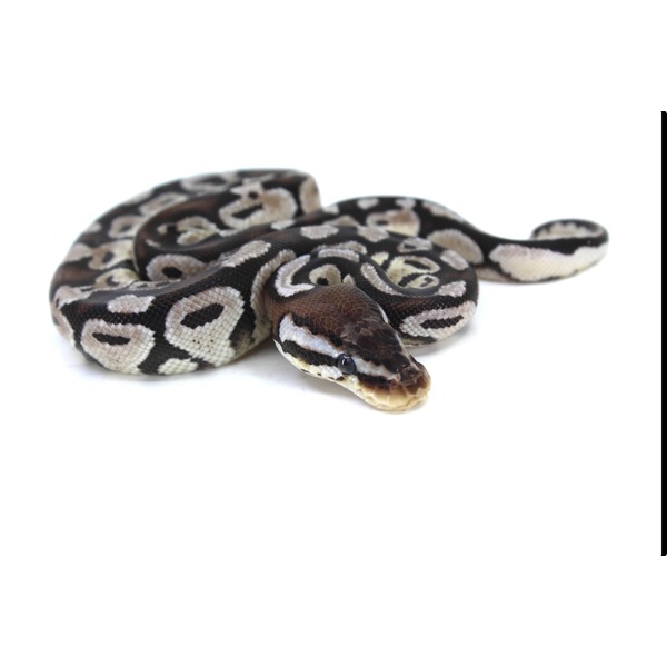 A small brown and cream-patterned ball python coiled on a white background.