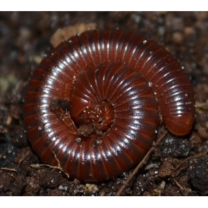 Coiled reddish-brown millipede on dark soil, showing tightly segmented rings.
