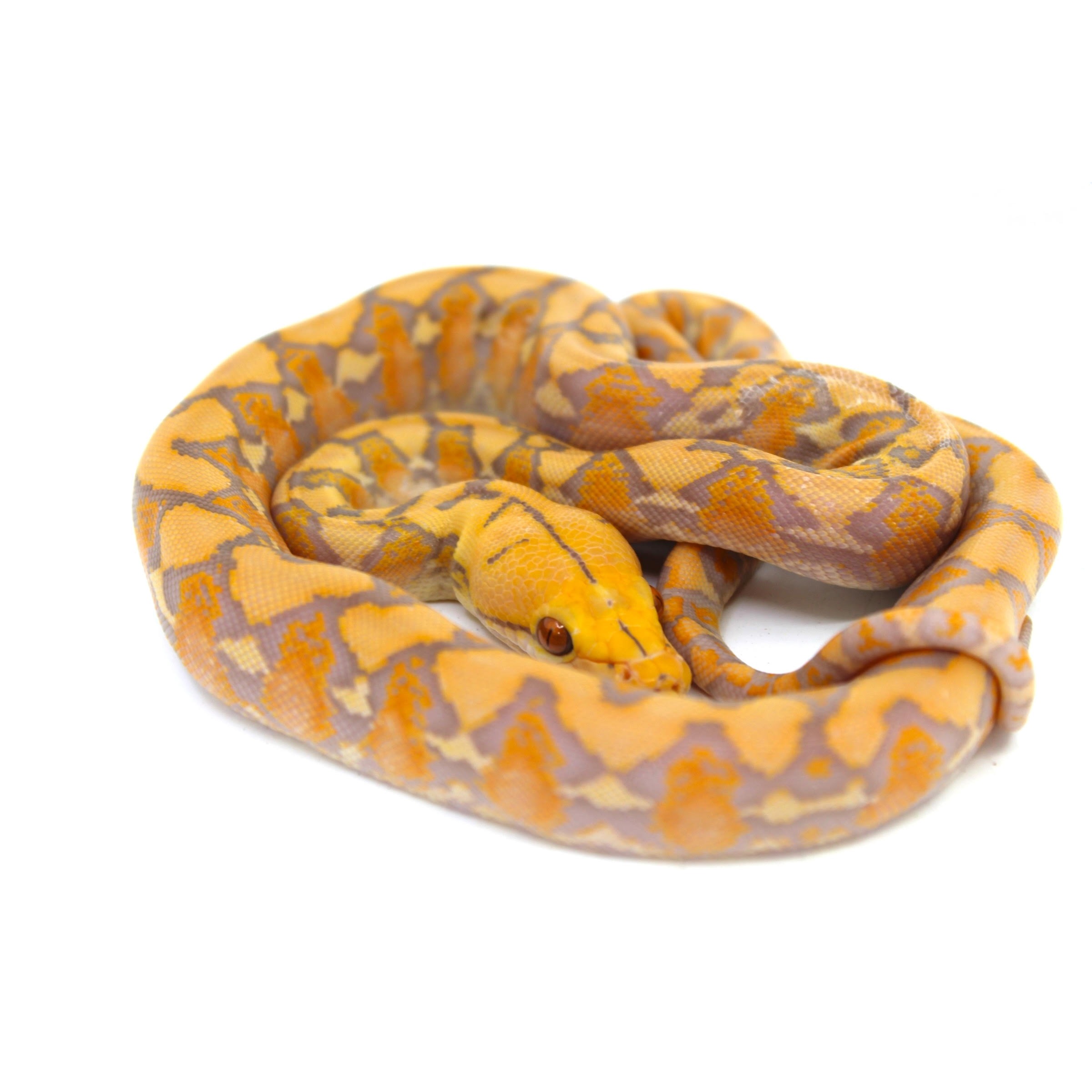 Coiled albino ball python with yellow and orange patterned scales on a white background.