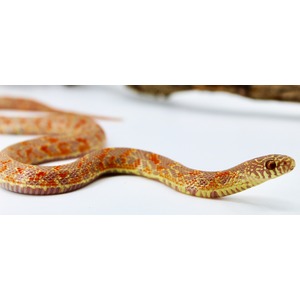 Corn snake with orange, red, and yellow markings on a white surface.