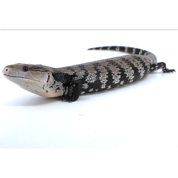 Monitor lizard with brown, black, and gray mottled pattern lying on a white surface.