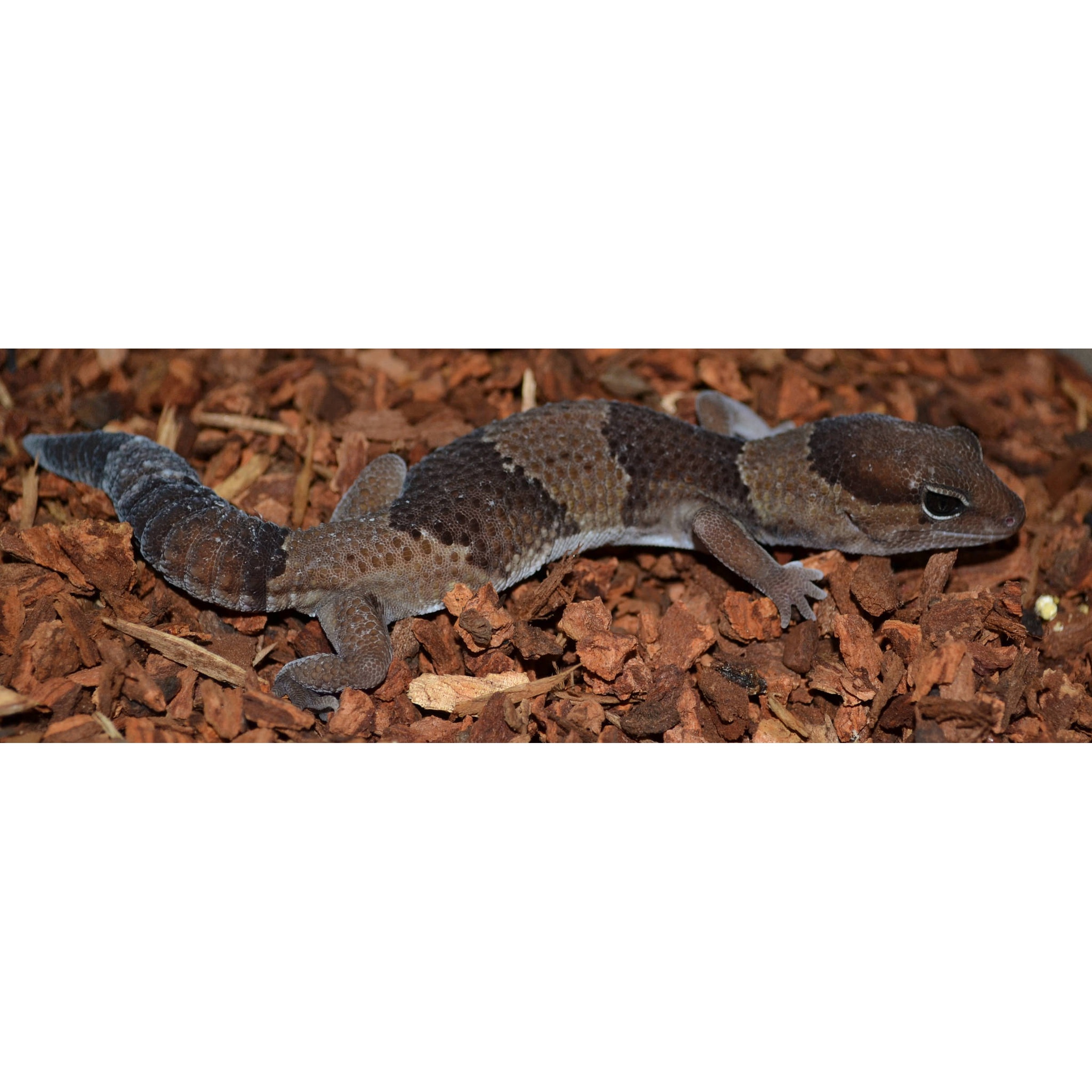 Mottled gecko with brown-gray skin on reddish mulch.