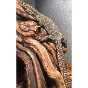 Speckled lizard with long tail on twisted brown wood.