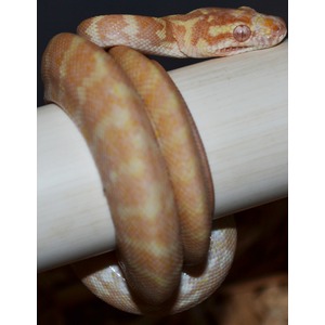 Orange and cream-patterned snake coiled around a white rod.