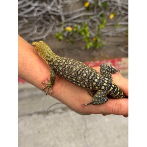 A yellow and black patterned lizard rests on a person's hand