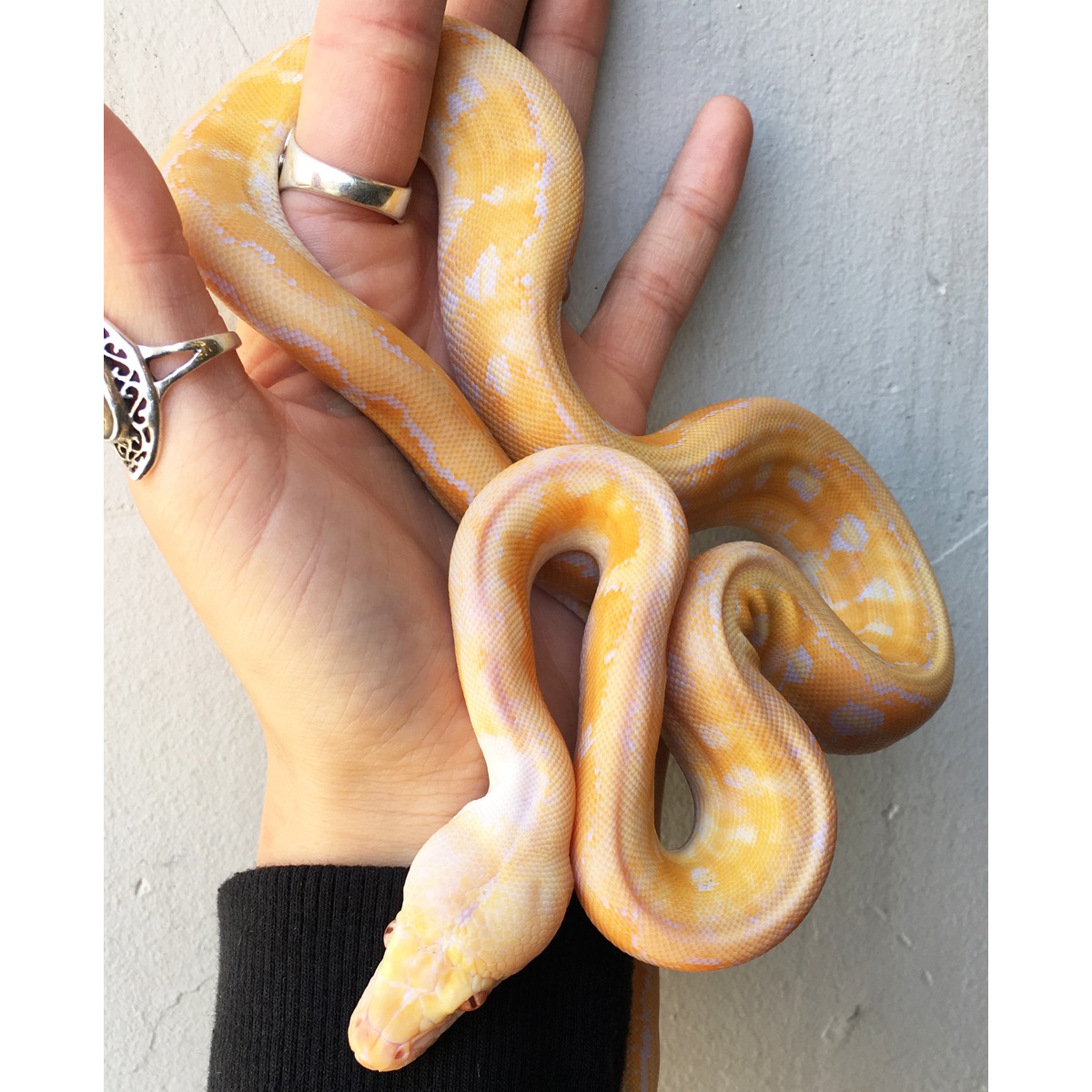 Baby Albino Motley Tiger Reticulated Pythons | LLLReptile
