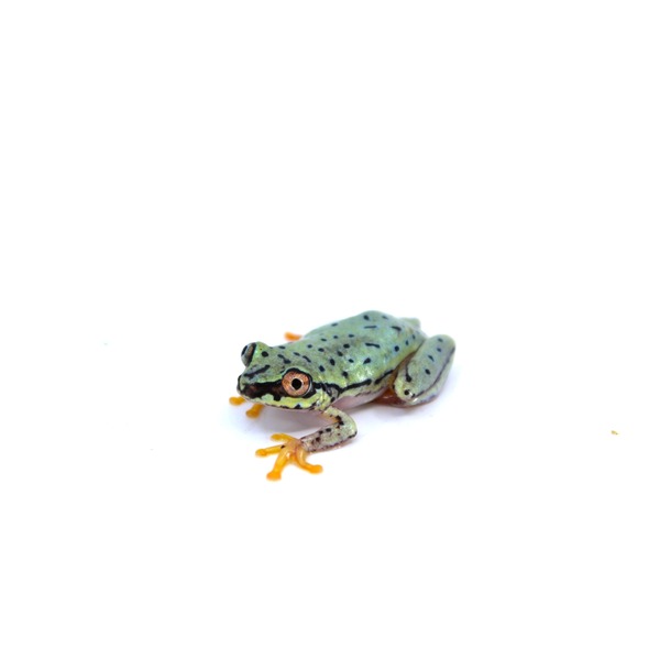 Small green frog with black spots and orange toes on a white background.