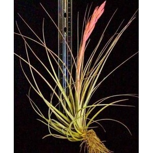 Air plant with long, slender leaves and a pink flower spike; roots exposed beside a ruler for scale.