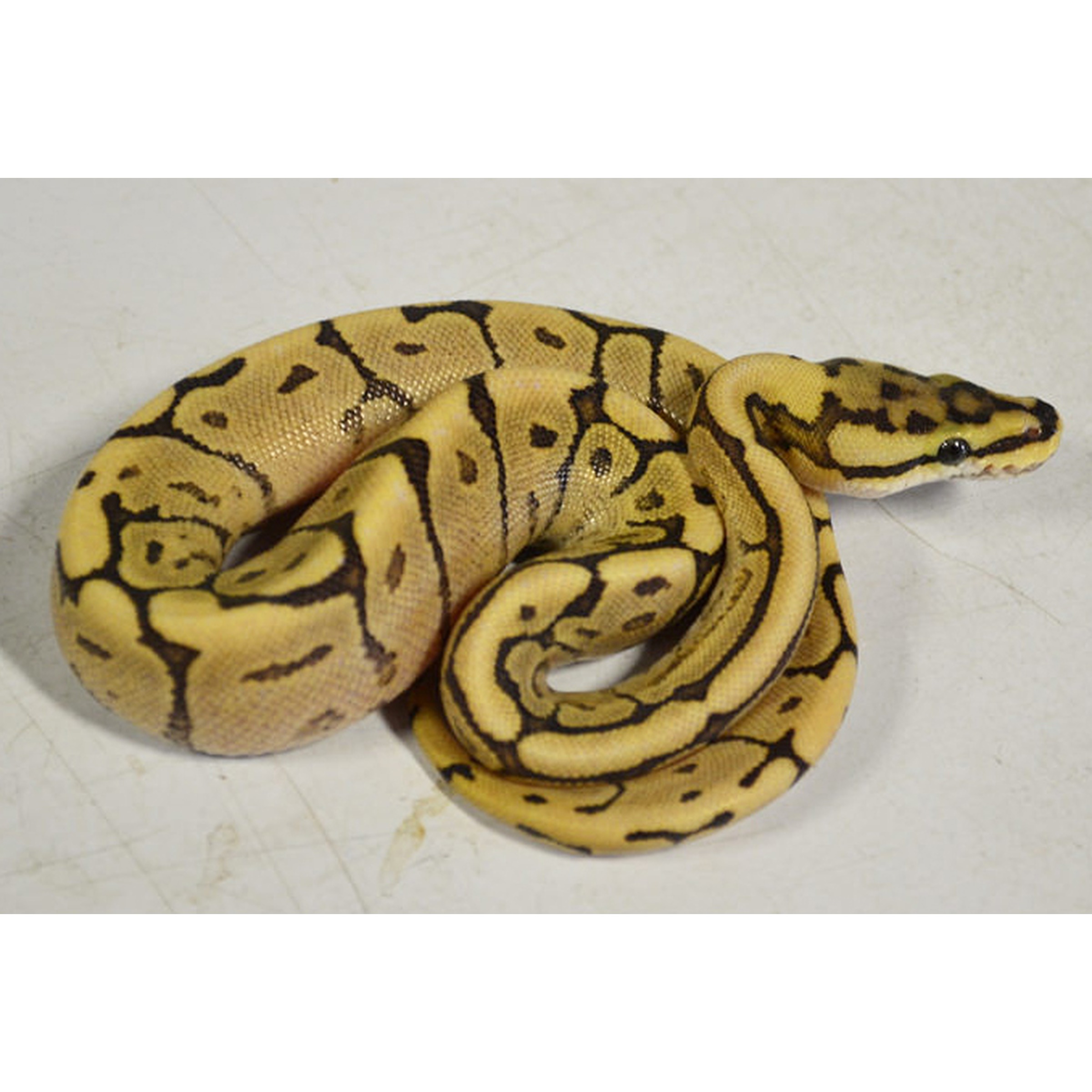 Yellow ball python with dark brown markings coiled on a pale surface.
