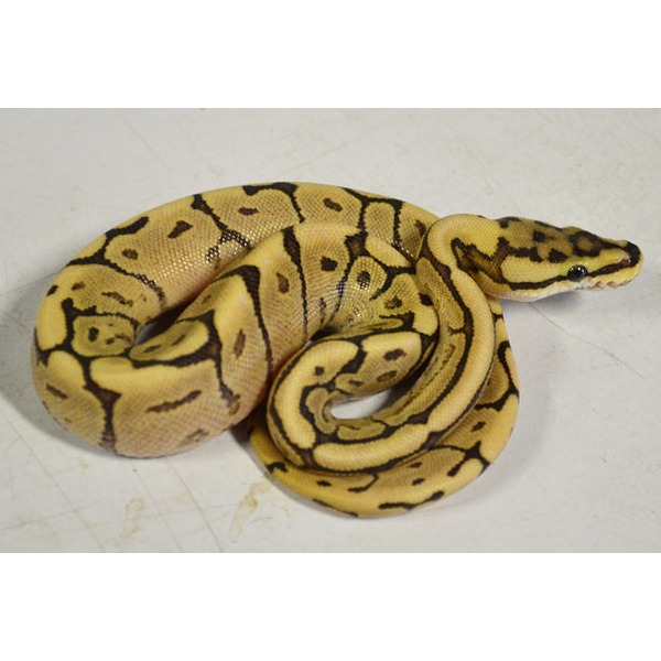 Yellow ball python with dark brown markings coiled on a pale surface.