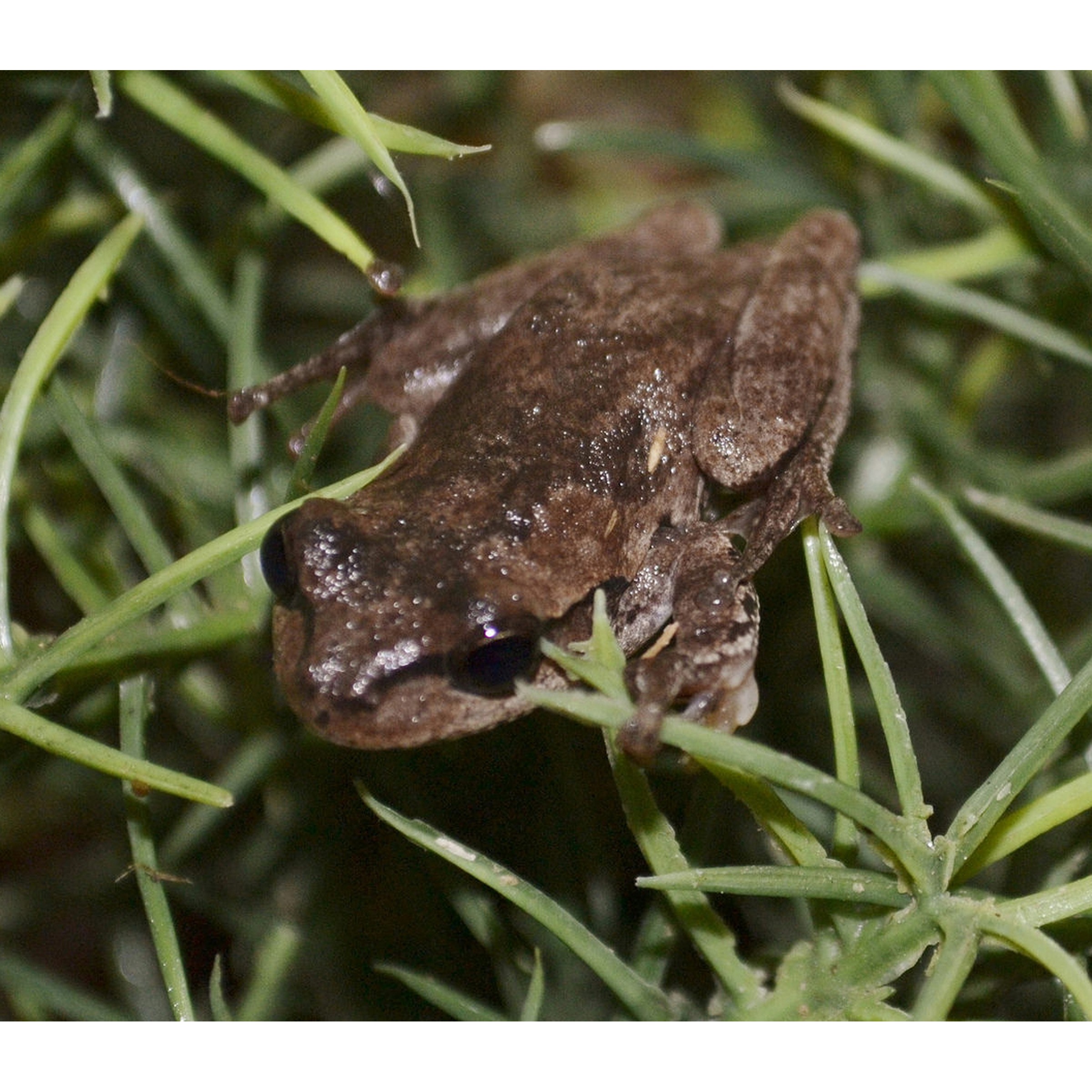 Small brown frog hidden among green grass blades, textured skin and dark eyes visible.