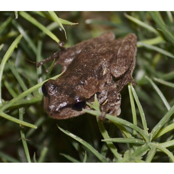 Small brown frog hidden among green grass blades, textured skin and dark eyes visible.