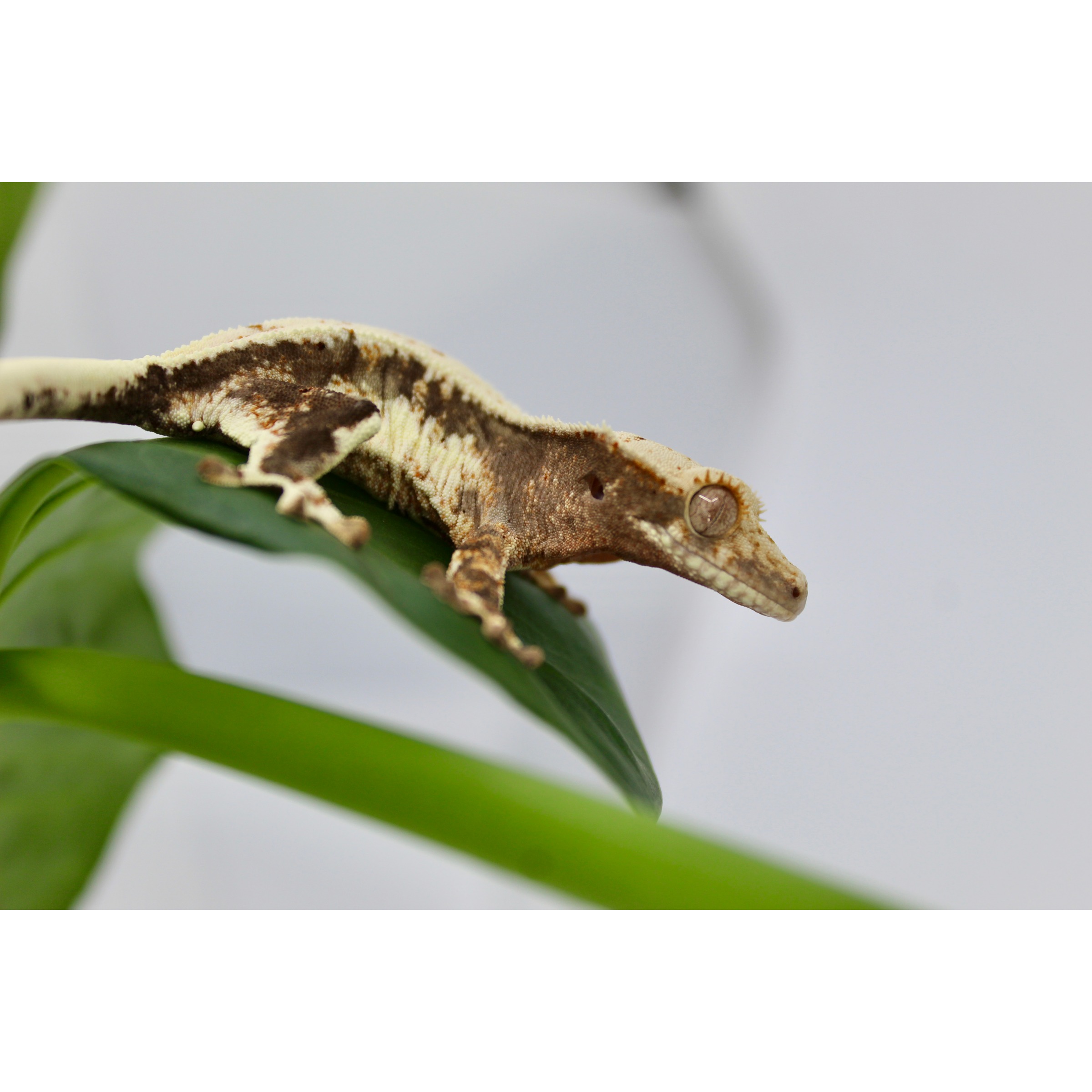 Brown and cream gecko resting on a green leaf, side profile with textured skin and a large eye.