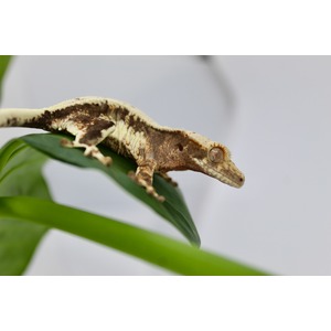 Brown and cream gecko resting on a green leaf, side profile with textured skin and a large eye.