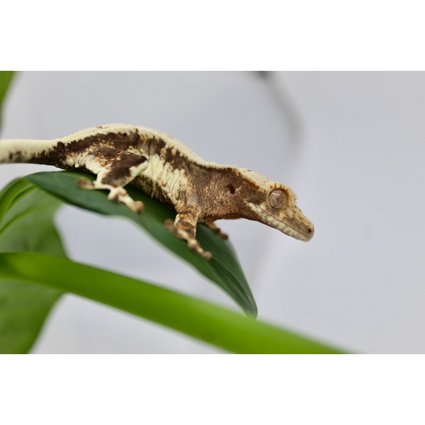 Brown and cream gecko resting on a green leaf, side profile with textured skin and a large eye.